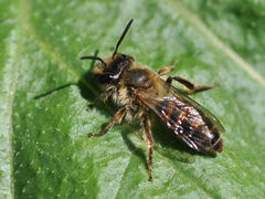 Poliandrena florea