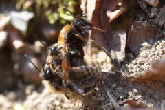 Andrena clarkella