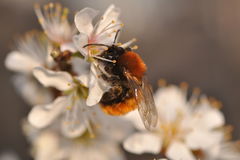 Andrena fulva