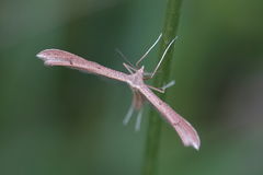 Stenoptilia pterodactyla