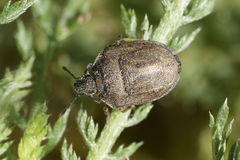 Podops inunctus