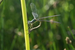 Lestes dryas