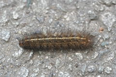 Spilosoma lubricipeda