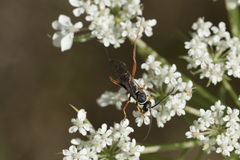 Ceropales maculata