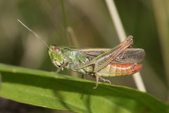 Stenobothrus lineatus