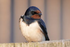 Hirundo rustica