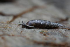 Cochlodina laminata