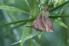 Hypena proboscidalis