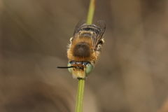 Anthophora bimaculata