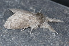 Calliteara pudibunda