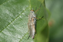 Cliorismia rustica