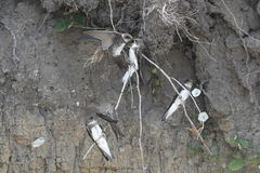 Riparia riparia