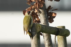 Picus viridis