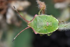 Acanthosoma haemorrhoidale