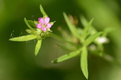 Geranium dissectum