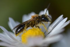 Andrena helvola