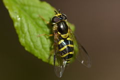 Dasysyrphus albostriatus