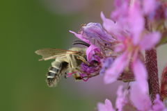 Melitta nigricans