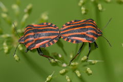 Graphosoma lineatum