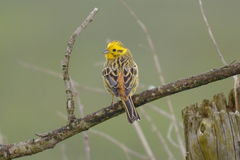 Emberiza citrinella