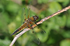 Libellula quadrimaculata