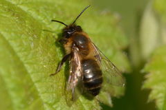 Hoplandrena scotica