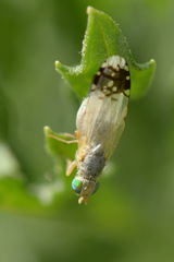 Trupanea stellata