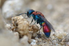 Chrysis viridula