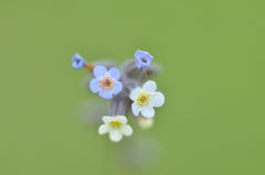 Myosotis discolor