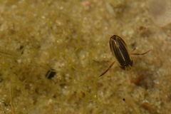 Cymatia coleoptrata