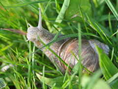 Helix pomatia