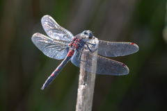 Leucorrhinia rubicunda