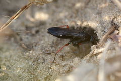 Episyron rufipes