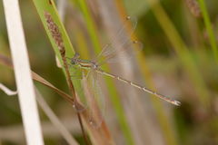 Lestes barbarus