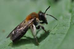 Andrena fucata