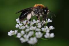 Andrena fucata