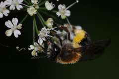 Andrena fucata