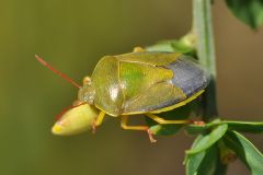 Piezodorus lituratus