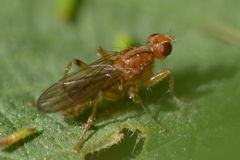 Norellisoma spinimanum