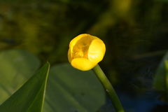 Nuphar lutea