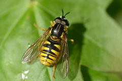 Chrysotoxum cautum