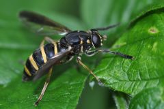 Temnostoma bombylans