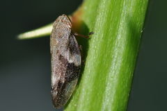 Aphrophora alni