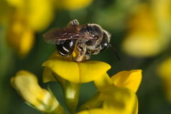 Taeniandrena wilkella