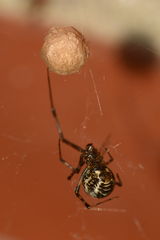 Parasteatoda tepidariorum