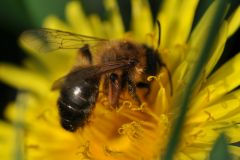 Melandrena nigroaenea