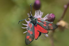 Zygaena filipendulae