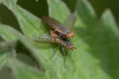 Hydromya dorsalis