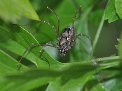 Platybunus pinetorum