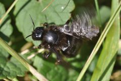 Bombus rupestris